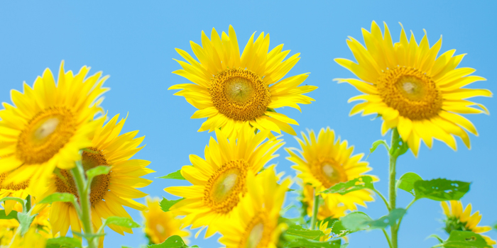 茨城県鉾田市の花　ひまわり