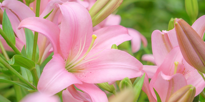 茨城県石岡市の花　ユリ