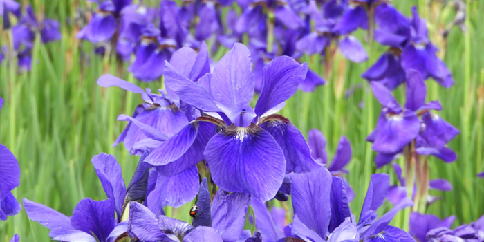 茨城県潮来市の花　アヤメ