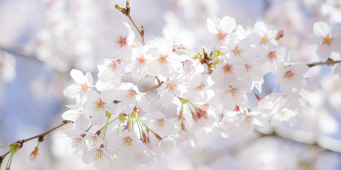 茨城県常総市の花　サクラ