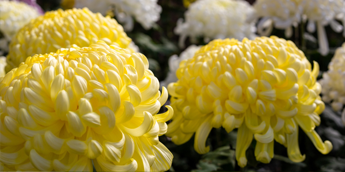 茨城県笠間市の花　きく