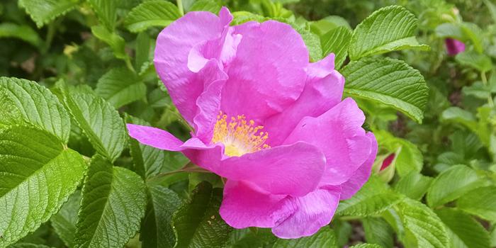 茨城県鹿嶋市の花　ハマナス