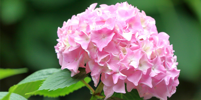 茨城県かすみがうら市の花　あじさい