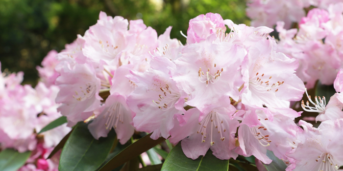 茨城県北茨城市の花　シャクナゲ