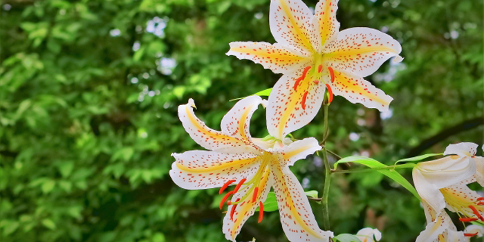 茨城県守谷市の花　山百合