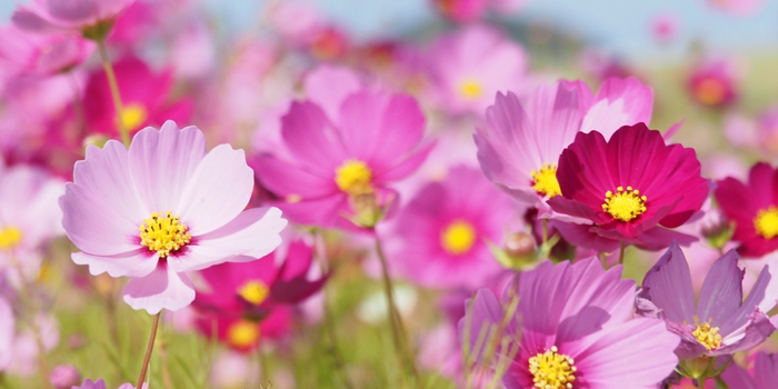 茨城県小美玉市の花　コスモス