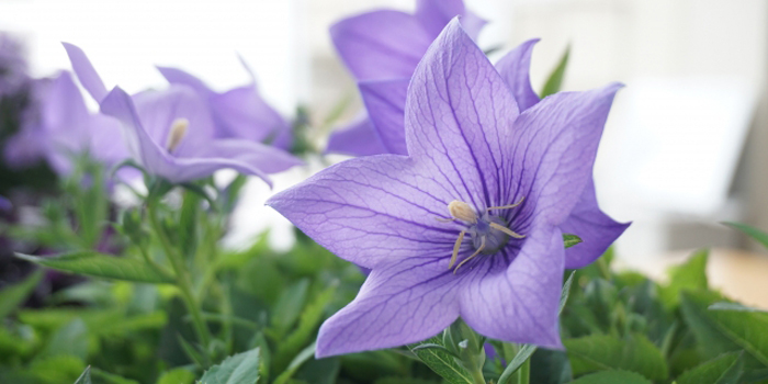 茨城県龍ケ崎市の花　ききょう