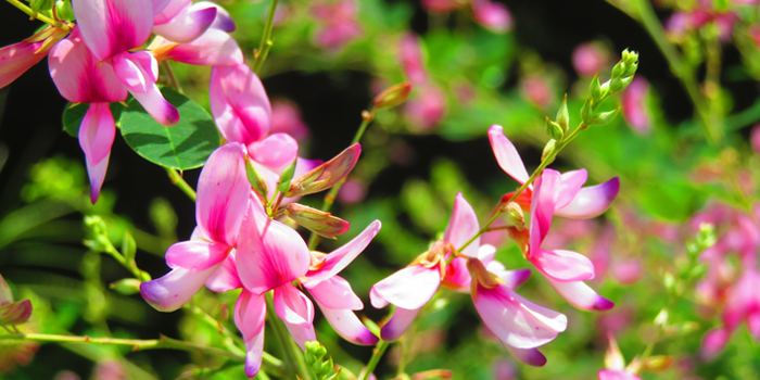 茨城県高萩市の花　ハギ