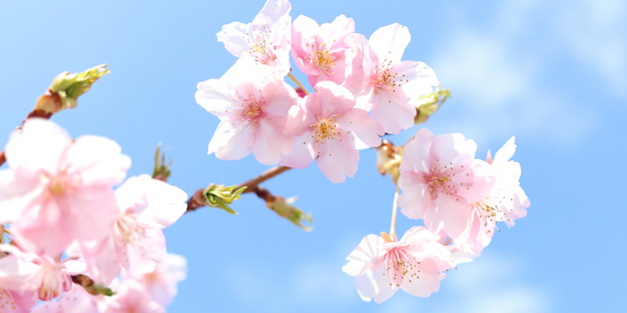 茨城県土浦市の花　桜