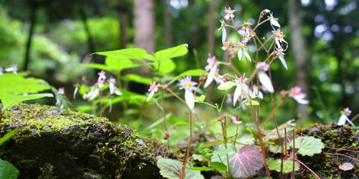 茨城県つくば市の花　ホシザキユキノシタ