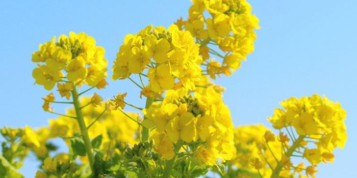 茨城県つくばみらい市の花　なのはな