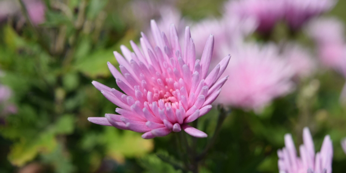 茨城県牛久市の花　キク