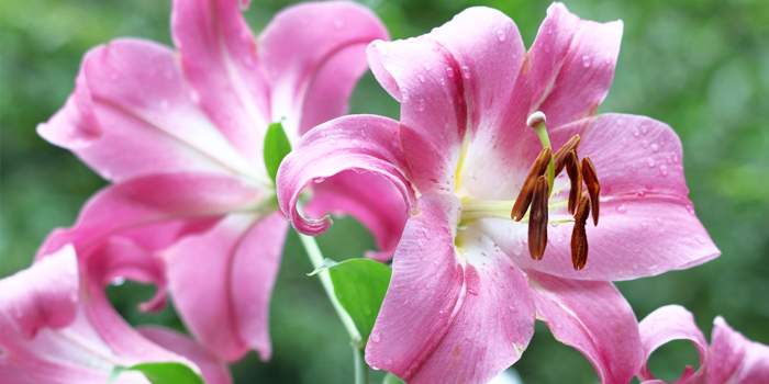 茨城県結城市の花 ユリ