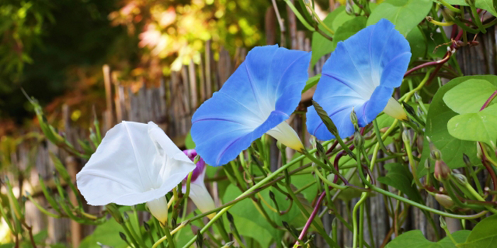 石川県白山市の花 アサガオ