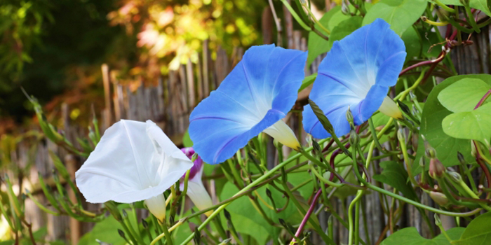 石川県白山市の花　アサガオ