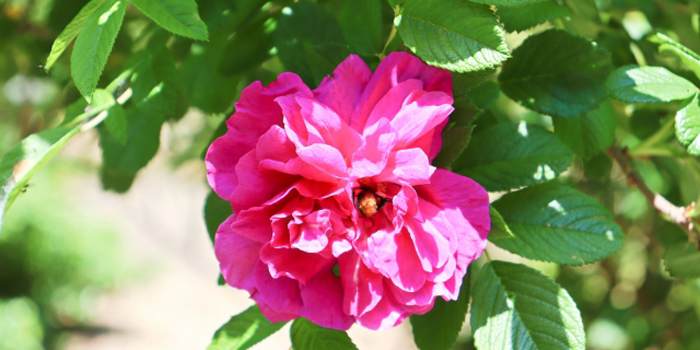 石川県かほく市の花　ハマナス