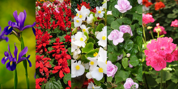 石川県金沢市の花　花菖蒲・サルビア・四季咲ベコニア・インパチェンス・ゼラニューム