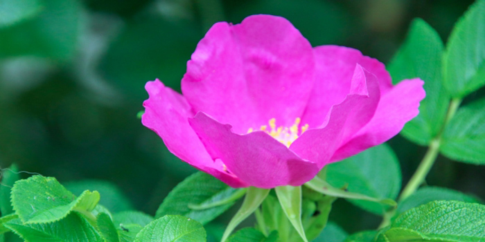 羽咋郡志賀町の花　ハマナス 