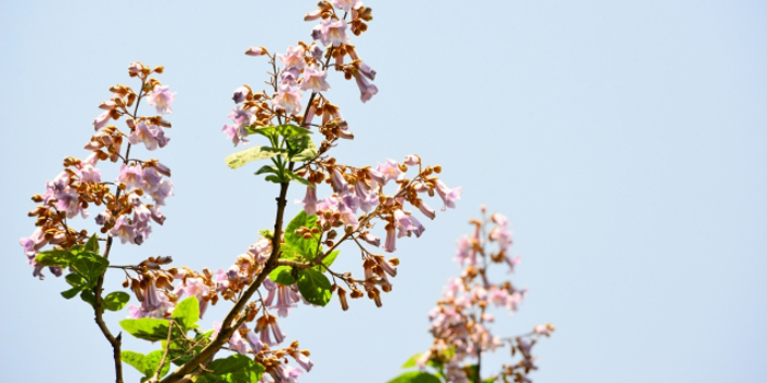 岩手県の花　キリ