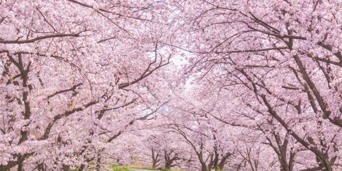 岩手県西磐井郡平泉町の花 さくら