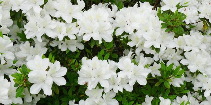 岩手県九戸郡洋野町の花 ツツジ