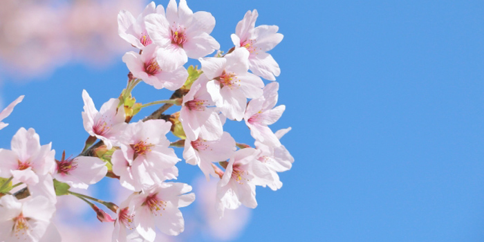 岩手県二戸郡一戸町の花 さくら