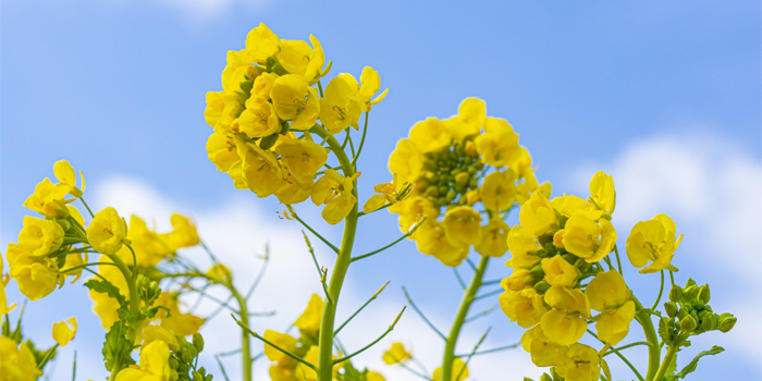 岩手県一関市の花 ナノハナ