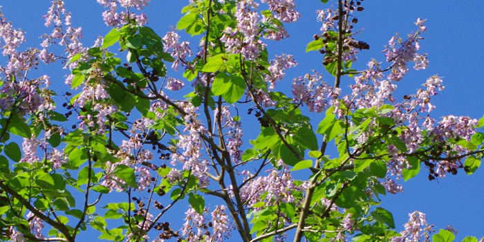 岩手県下閉伊郡岩泉町の花 きり