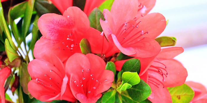 岩手県胆沢郡金ヶ崎町の花 サツキ
