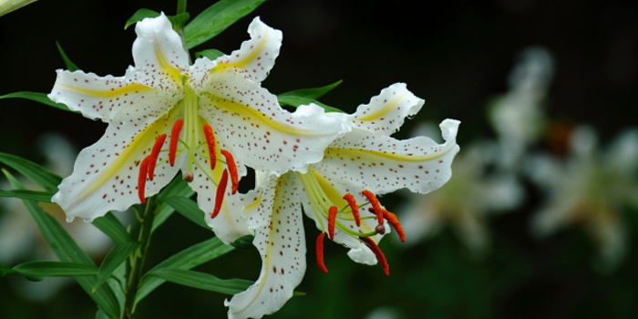 岩手県北上市の花 ヤマユリ