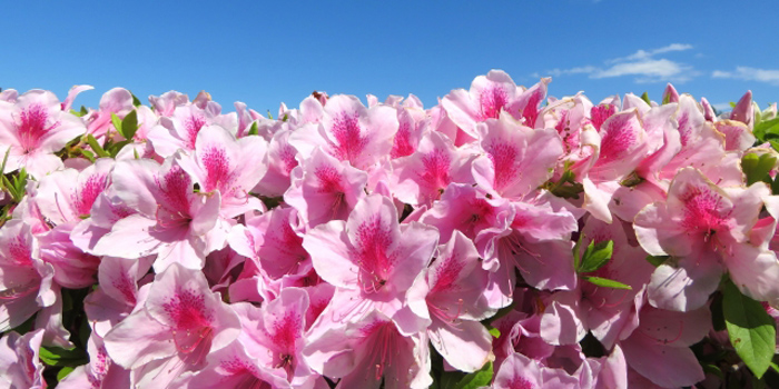 岩手県久慈市の花 ツツジ