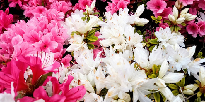 岩手県九戸郡九戸村の花 つつじ