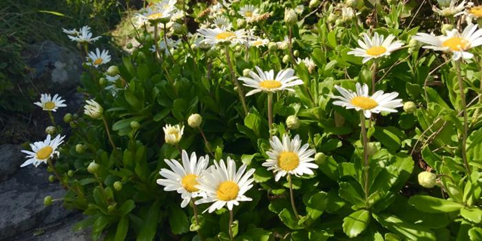 岩手県宮古市の花　ハマギク