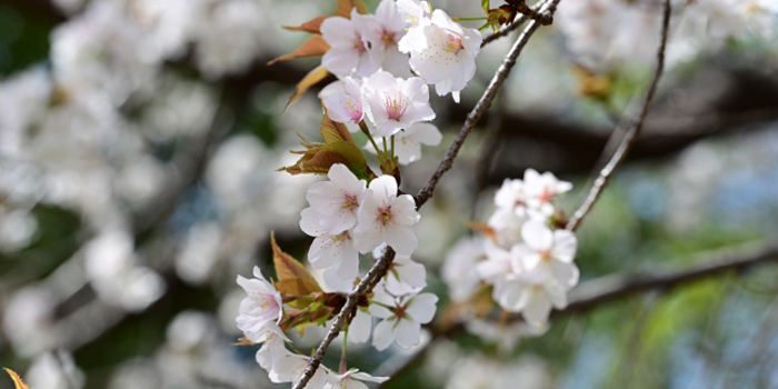 岩手県二戸市の花 萩
