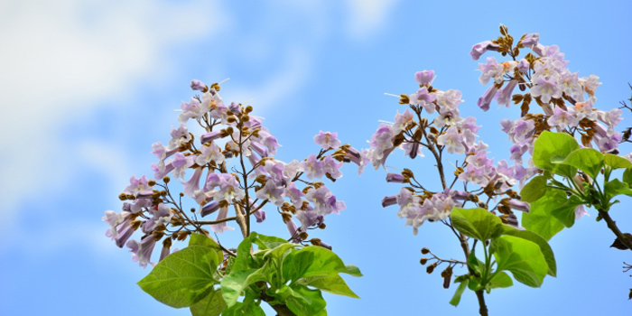 岩手県の花 キリ