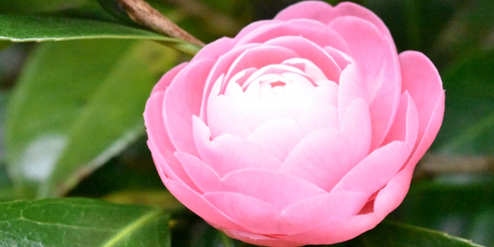 岩手県大船渡市の花　ツバキ