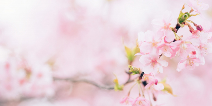 岩手県奥州市の花　サクラ