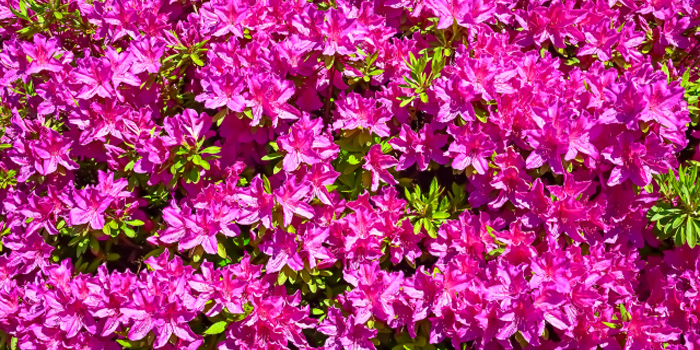 岩手県上閉伊郡大槌町の花　ツツジ