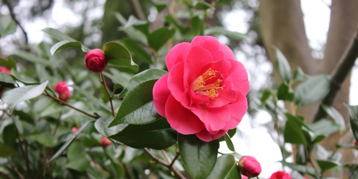 岩手県陸前高田市の花 ツバキ