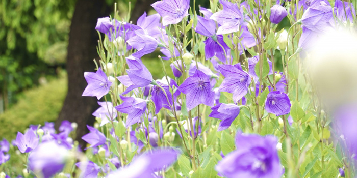 岩手県紫波郡紫波町の花 キキョウ