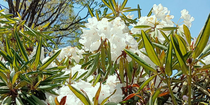 岩手県下閉伊郡田野畑村の花 シロバナシャクナゲ
