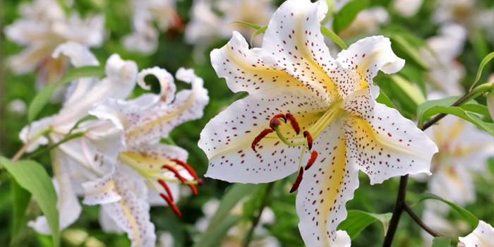 岩手県遠野市の花　ヤマユリ