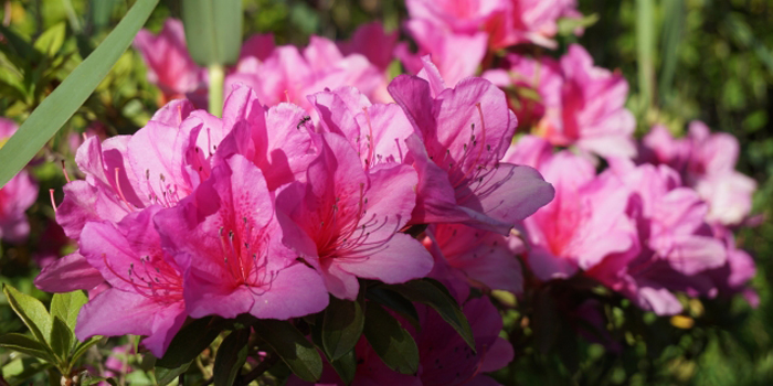 仲多度郡まんのう町の花　つつじ