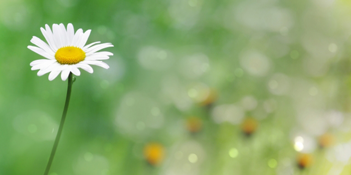 香川県三豊市の花　マーガレット