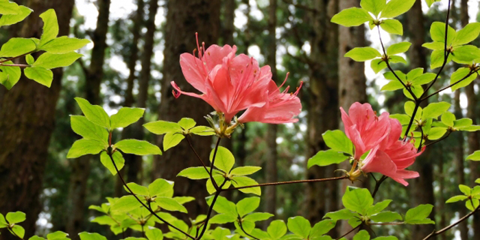 香川県香川郡直島町の花　やまつつじ