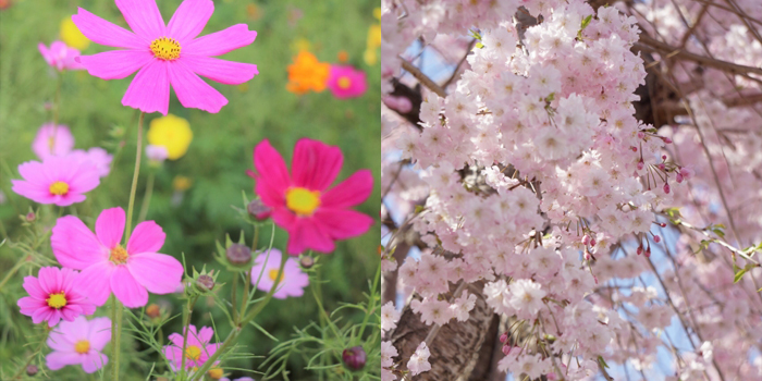 香川県坂出市の花　桜、コスモス