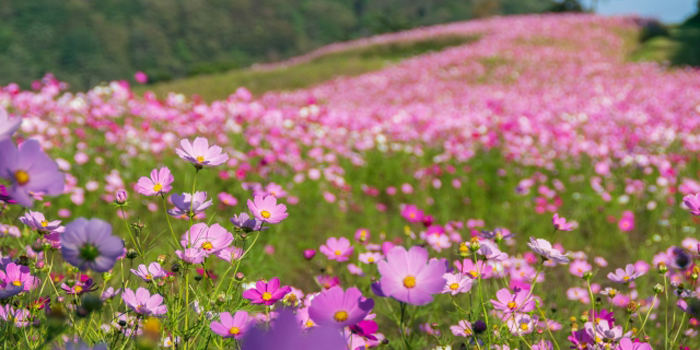 香川県さぬき市の花　コスモス