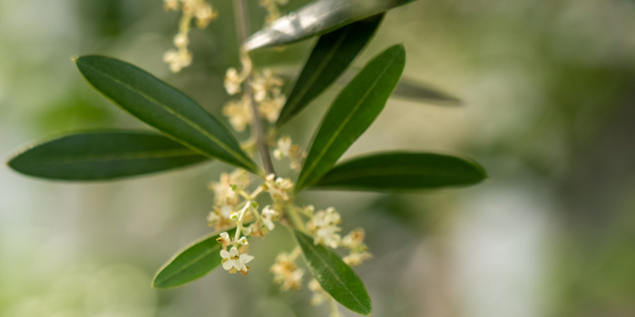 香川県小豆郡小豆島町の花　オリーブ