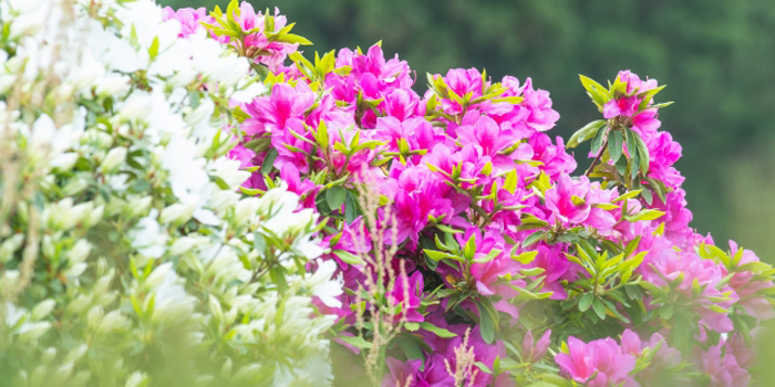 香川県高松市の花　ツツジ