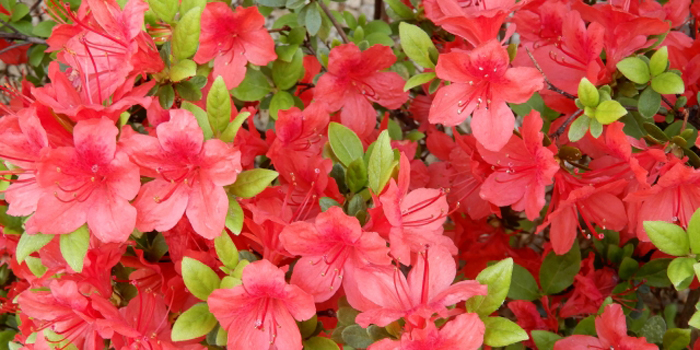 香川県綾歌郡宇多津町の花 サツキ